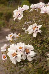 Wild Peony in Bloom: Nature's Untamed Beauty