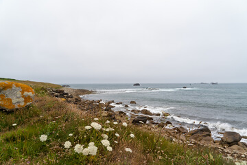 Le long de la route touristique côtière de Landunvez, la végétation printanière côtoie des roches couvertes de lichen et des rochers immergés en mer d'Iroise, sous un ciel couvert.