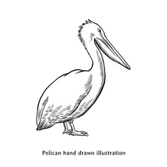 Pelican illustration. Vintage pelican hand drawn illustration