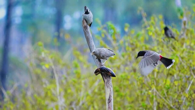 Red-vented Bulbul (Pycnonotus cafer)