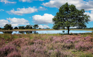 Beautiful dutch heath landscape with idyllic lake, trees, purple blooming erica flowers -...