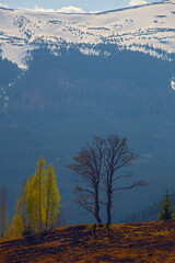 Early spring in Carpathian mountains, Svydovets mountain ridge.