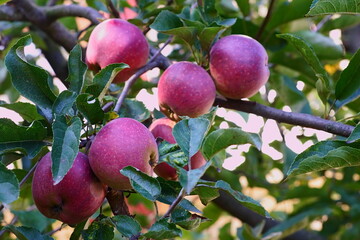 Close-up photography of a apple branch with red  fruits; Malus Domestica