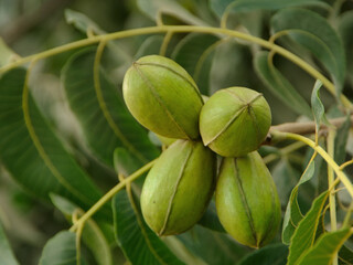 Green pecan nuts with leaves.