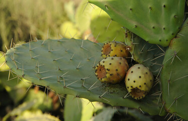 Green cactus with ripe fruit.


