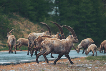 Group of Ibexes. On the Alps Rock Goats, Steinbocks. A group of Alpine Ibexes (mountain goats) on the rocks. 