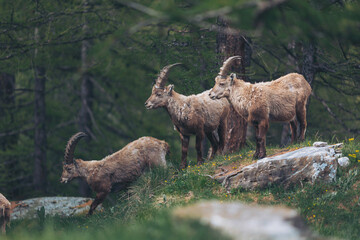 Group of Ibexes. On the Alps Rock Goats, Steinbocks. A group of Alpine Ibexes (mountain goats) on the rocks. 