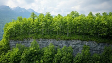 A Vertical Symphony: Imagine the sounds of nature harmonizing on a cliff with diverse tree species. 