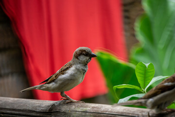Birds of Bangladesh. A sparrow is sitting on a bamboo in the courtyard of the house.