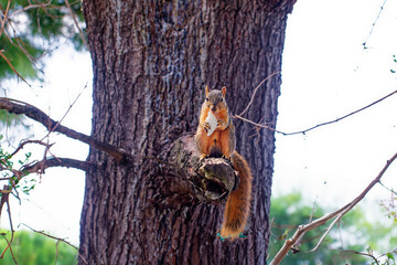 The fox squirrel (Sciurus niger), also known as the eastern fox squirrel or Bryant's fox squirrel. 