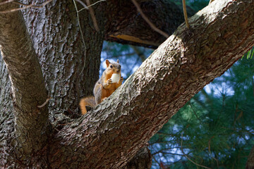 The fox squirrel (Sciurus niger), also known as the eastern fox squirrel or Bryant's fox squirrel. 