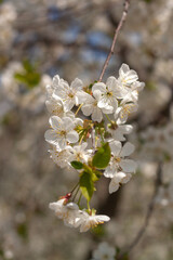 Spring Blossoms: Trees in Full Bloom and Nature's Beauty