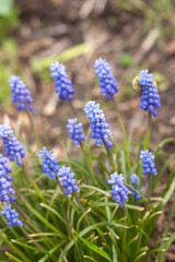 Armeniacum Big Smaile in a spring garden