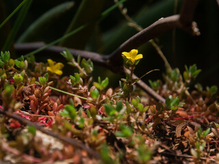 Flower in the Forest
