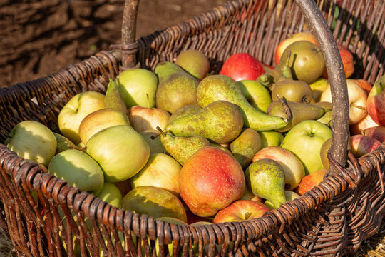 &Auml;pfel und Birnen in einem Korb