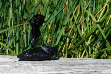 An image of a black doggy poop bag left in a public place by a forgetful dog owner.