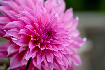 beautiful pink purple garden dahlia pinnata in full summer bloom 