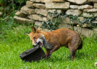Red Fox - Vulpes vulpes 