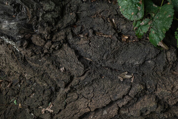 texture of a tree bark close view