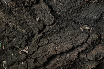 texture of a tree bark close view