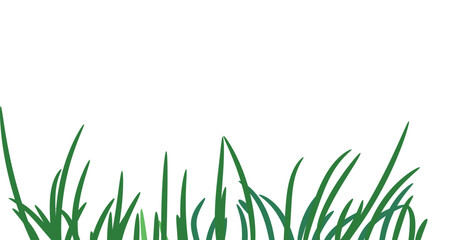 Green grass that is longitudinal to be used as a design element isolated from a white  background. Vector illustrations