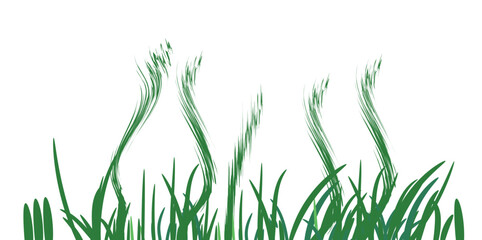 Green grass that is longitudinal to be used as a design element isolated from a white  background. Vector illustrations