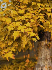 yellow maple leaves