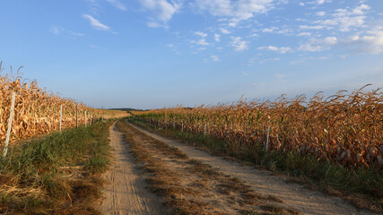 Corn field during hydrological drought in September.
