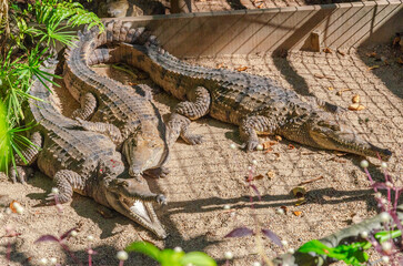 Freshwater crocodiles in animal farm in Queensland, Australia. Their habitat are freshwater wetlands, rivers and billabongs.