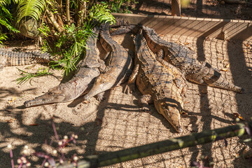 Freshwater crocodiles in animal farm in Queensland, Australia. Their habitat are freshwater...