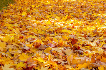 Yellow ,red and brown leaves on the ground
