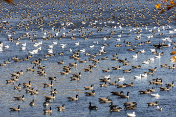 Migrating Geese Resting