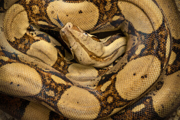 serpiente enroscada boa constrictora enroscada