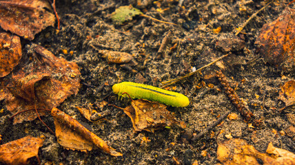 A yellow caterpillar with a black stripe in close-up. Cimbex femoratus