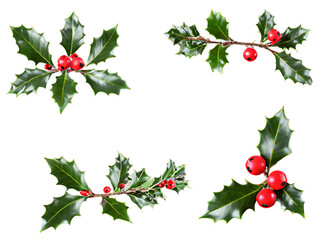 Set_of_holly_berries_branches,_isolated_on_a_white_background_for_Christmas_decorations.