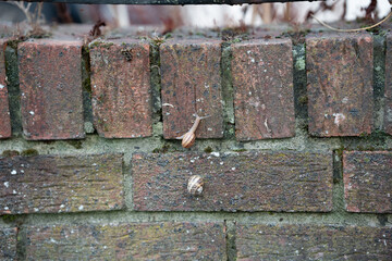 Timeless Texture: A Snail’s Trail on Vintage Bricks