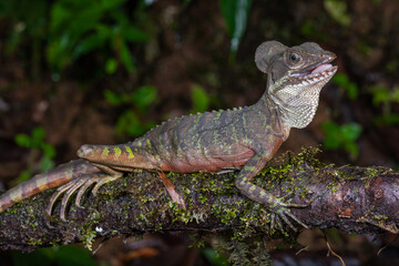 El basilisco común en un tronco
