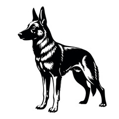 a German Shepherd dog. The dog is standing on all fours and is facing towards the left side of the image. It has a long, slender body with a pointed head and pointed ears