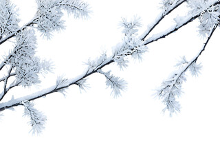Snow-covered_branches_of_a_tree,_isolated_on_a_white_background_for_winter_designs.