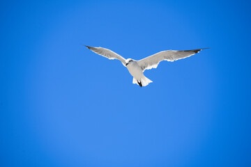 Floridian Gull, from Juno Beach, Florida.