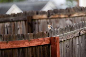 Bird perching on a fence.
