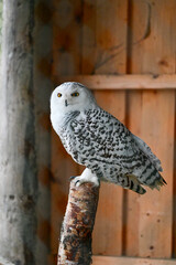 White owl, snowy owl (Bubo scandiacus) sitting on a branch in the animal park Knüll in Knüllwald, Hessen, Germany