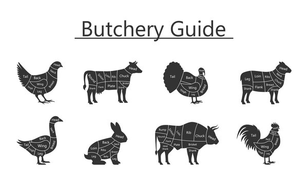 Butchery guide Bull, Goose, Quail, Duck, Lamb, Turkey, Rabbit, Cock meat cuts. Vector Illustration.