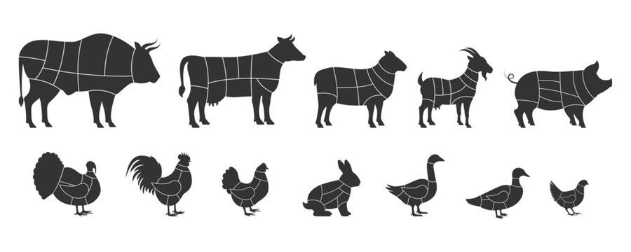 Animal meat dissection diagrams. Bull, chicken, goose, cow, duck, ram, turkey, quail, rooster, hen, goat, rabbit, goat, pig. Vector illustration.