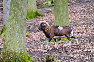 European mouflon (Ovis gmelini musimon) or ram struts with its antlers, horns through the forest of...
