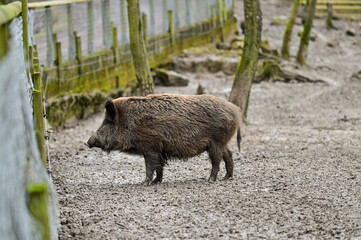 Young brown wild boar (Sus scrofa) in the enclosure in the forest of the animal park Knüll in Knüllwald, Hessen, Germany