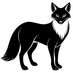 black cat illustration