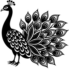 peacock illustration