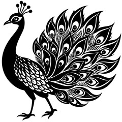 Fototapeta premium peacock illustration