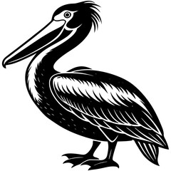 pelican on white background